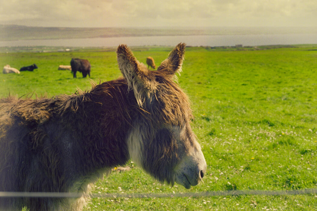 a cool, shaggy donkey just chillin' in the irish countryside
