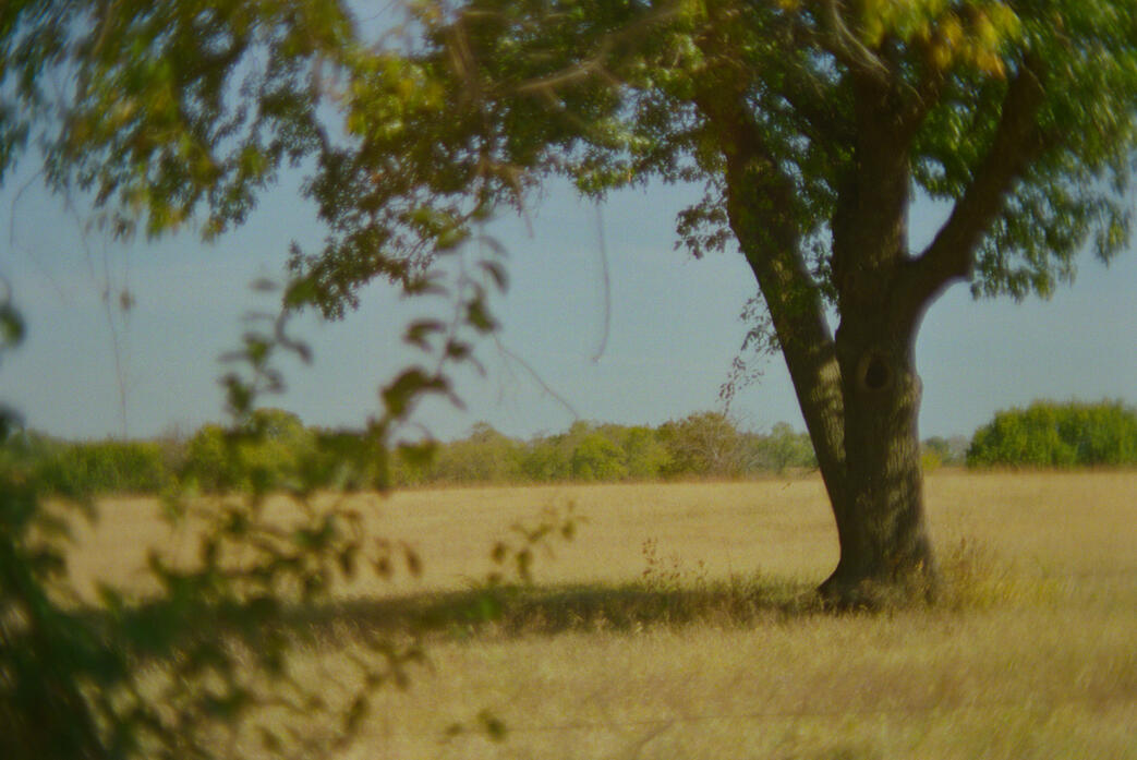 A tree outside the Louisberg Cider Mill in Louisberg, Kansas. (Shot on Canon AE-1 on FujiFilm Superia 400 film, October 2024.)