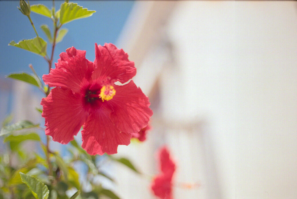 A flower near our lodging area during a video job in Bermuda. (Shot on Canon AE-1 on Kodak Portra 400 film, April 2025.)